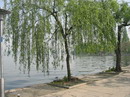 Salix Babylonica